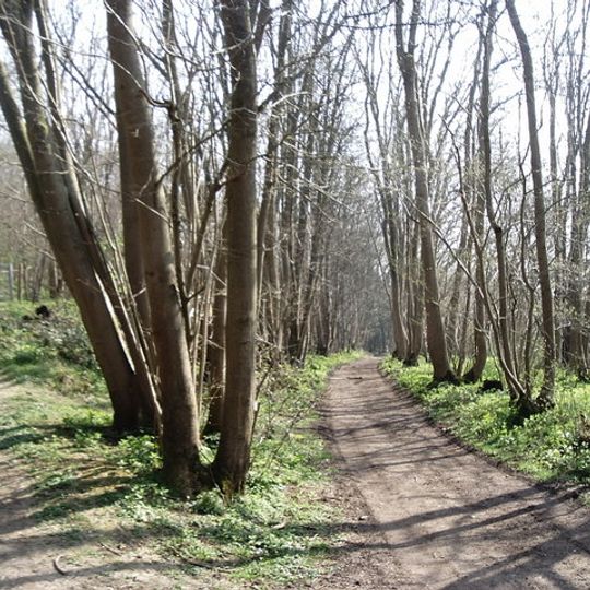 Charing Beech Hangers