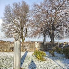 Buky v Krásném Poli