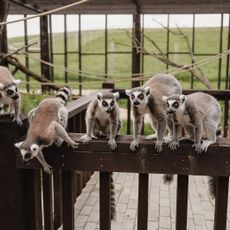 Sigulda Zoo