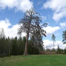 Ristallen, Risänget Semlan