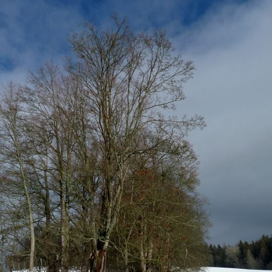 Alej Horní Vltavice