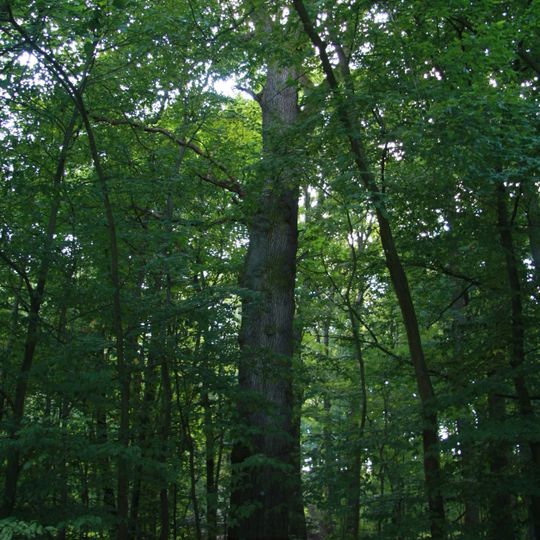 Dub u hájenky Černá blata