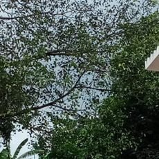 Kangla Fort