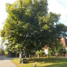 Lutherlinde Schulweg