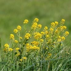 Fâneața de la Glodeni