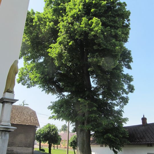 Lípa u kostela