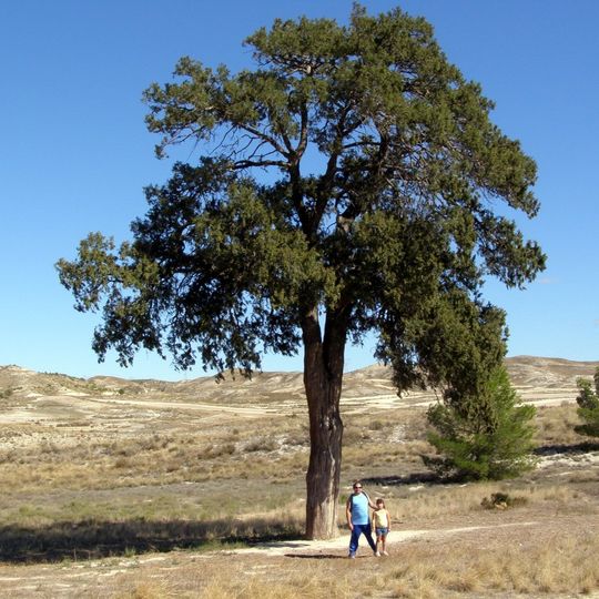La sabina de Villamayor