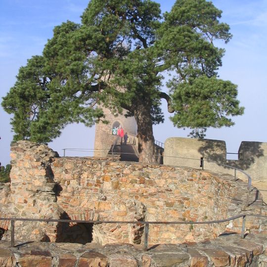 Krüppelkiefer Auerbacher Schloss