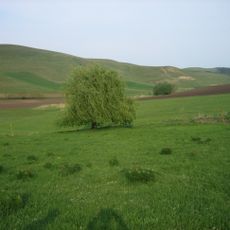 Bujorii de stepă Zau de Câmpie