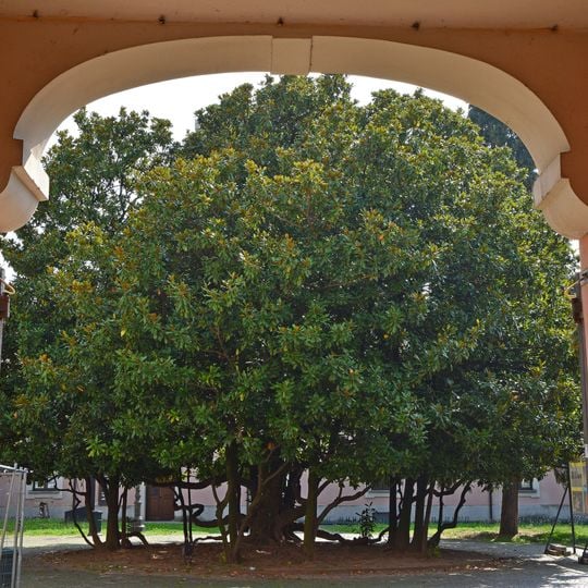 Magnolia sempreverde