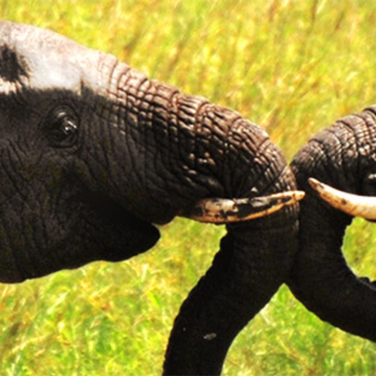 Parc National Kruger