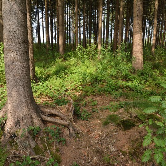 Landschaftsteil "Waldfläche Wulfshorst"