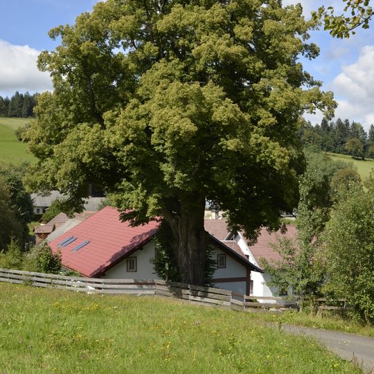 Tilia cordata Chalupských