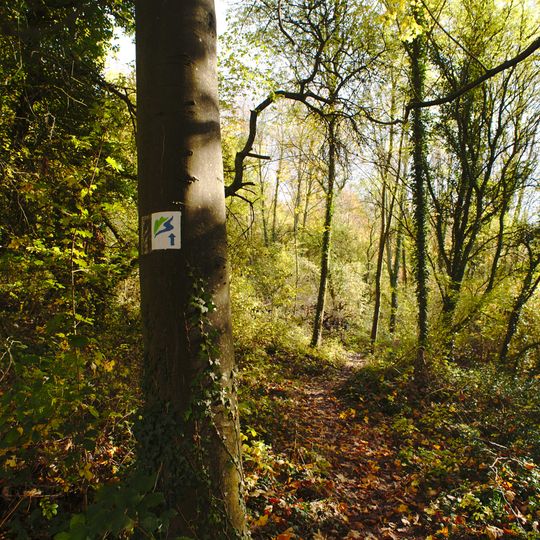 Gemeindewald Kleinblittersdorf