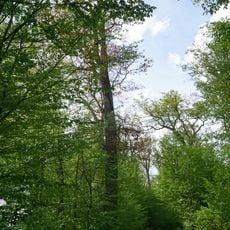 Waldbiotop Eichen-Altholz NO Schönaich