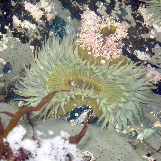 Fitzgerald Marine Reserve