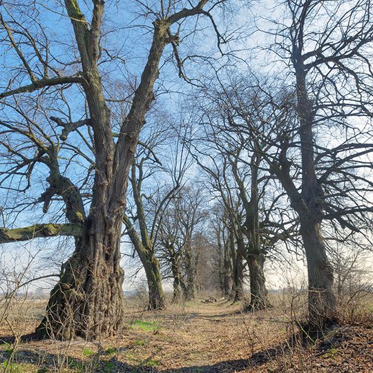 Алея вікових лип