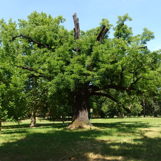 Walnut Tree in Kvasice