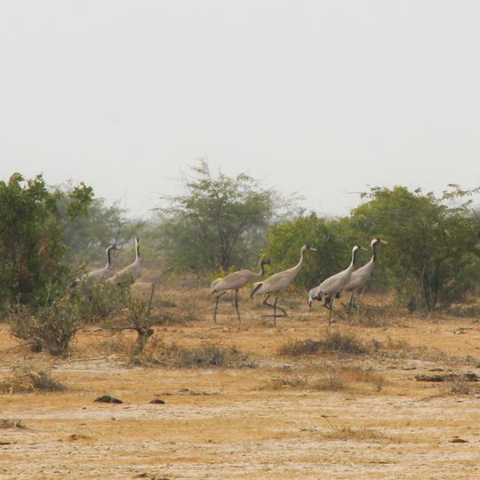 Chari-Dhand Wetland Conservation Reserve