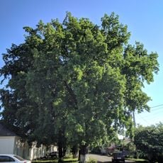 Duby Chereshchati, Semenivka