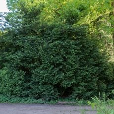 Buchsbaumgehölz im Schlosspark Schönberg