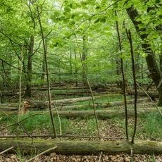 Buchenwälder und Wiesentäler des Nordsteigerwalds