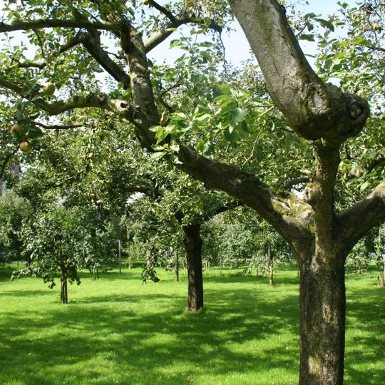 Complex de Marthastichting: boomgaard