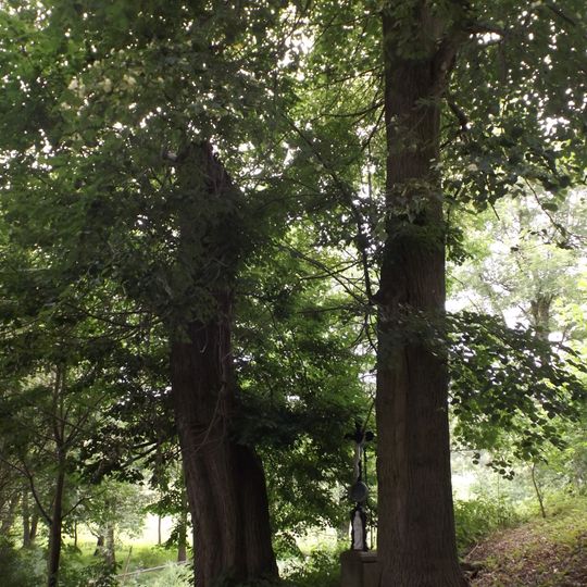 Lípy u křížku u Pejdlovy Rosičky