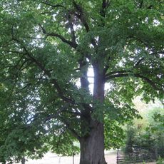 Lípa velkolistá u Sýkorů