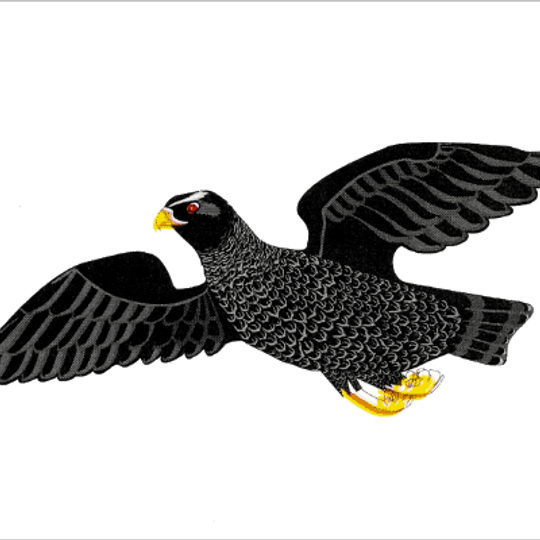 Малмыжское городское поселение