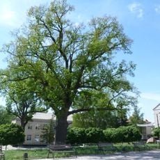 Oak in Horodok