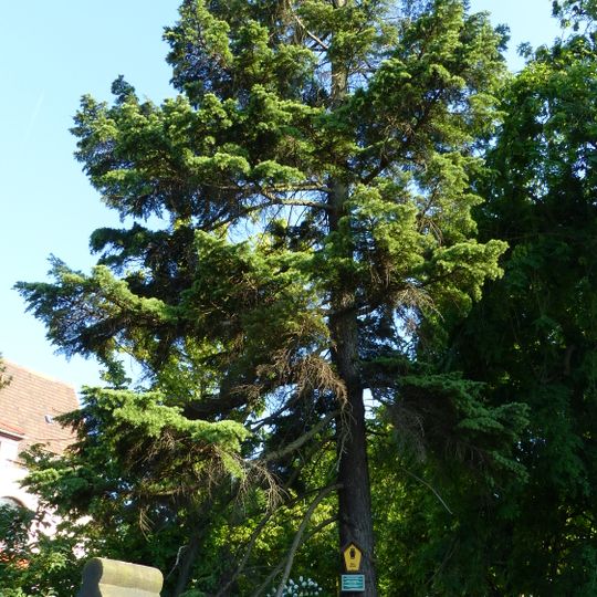 Berg-Hemlocktanne Käthe-Kollwitz-Ufer 91