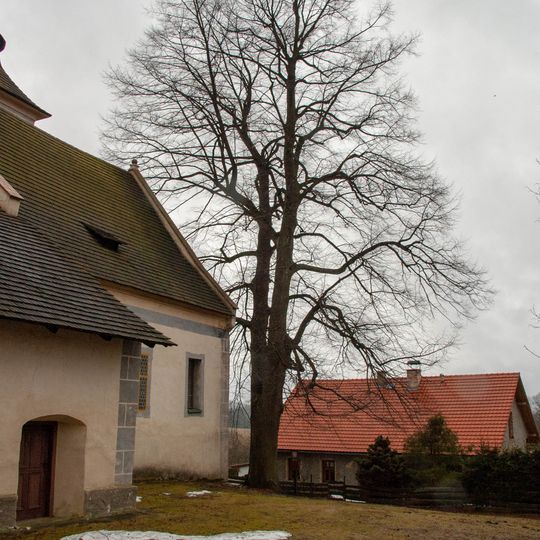 Lípa v Libínském Sedle