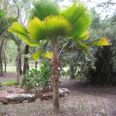 Cooktown Botanic Gardens