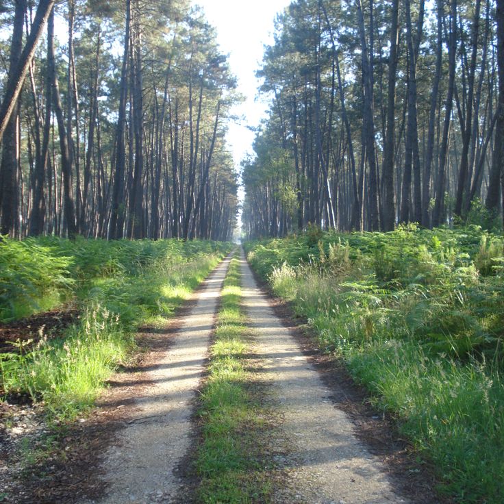 Regional Natural Park of Landes de Gascogne