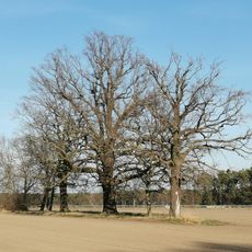 Naturdenkmal Stieleiche (Quercus robur) südlich von Ortlage, ca. 100 m östlich der Straße nach Klein Mehßow in Mallenchen