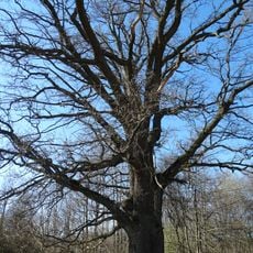 Žudiškių ąžuolas