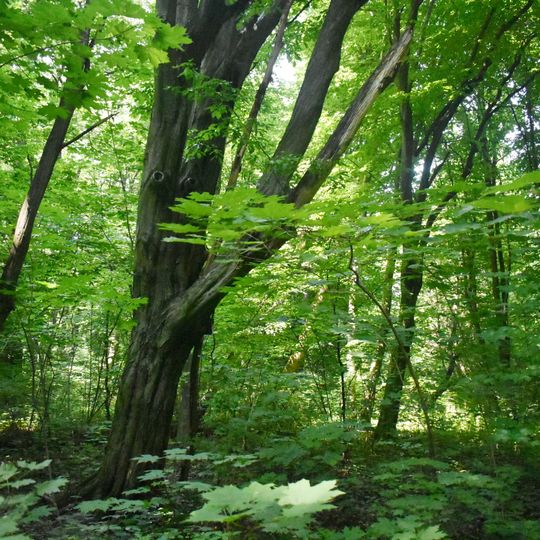 Mykhailivska buchyna