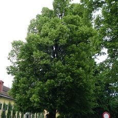 Schloßlinde in Attnang-Puchheim