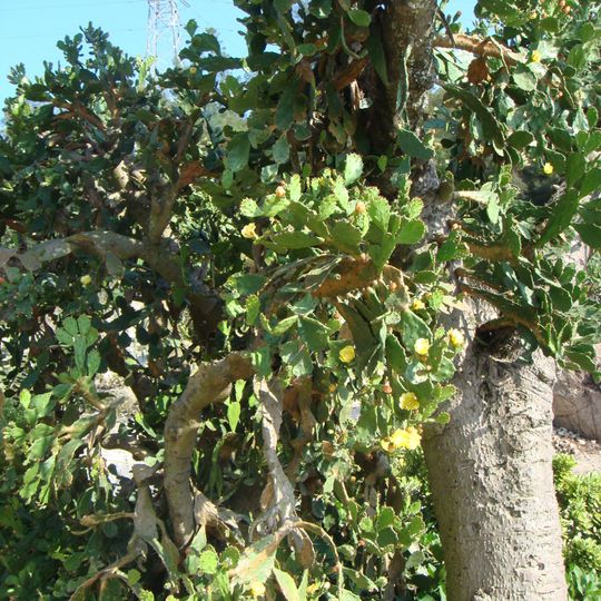 Xiamen Botanical Garden