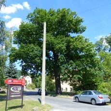 Naturdenkmal Stiel-Eiche Dorfplatz Oberpoyritz Dresden