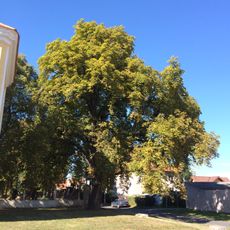 Mratínský jírovec