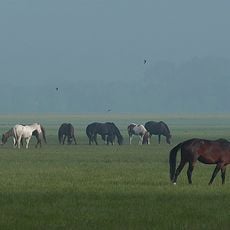 Port Meadow with Wolvercote Common and Green