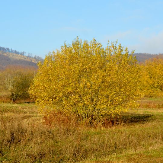 Ehemaliger Standortübungsplatz Pötzen