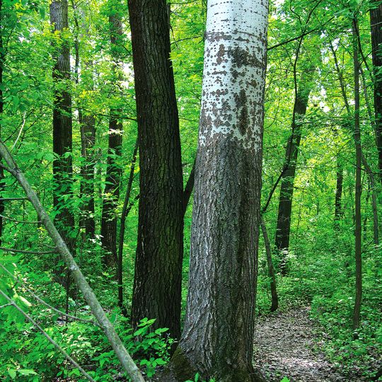 Plot of poplar plantations