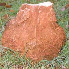 Mandla Plant Fossils National Park