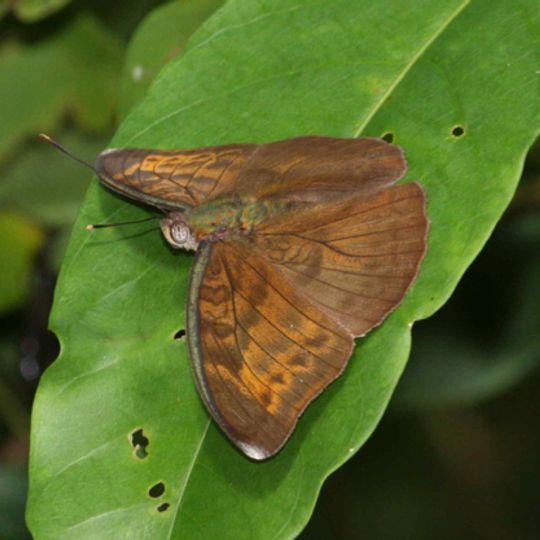 Oluwa Forest Reserve