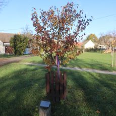 Lidická hrušeň v Dolních Vilémovicích