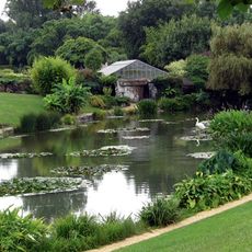 Jardin des nénuphars de  Latour-Marliac