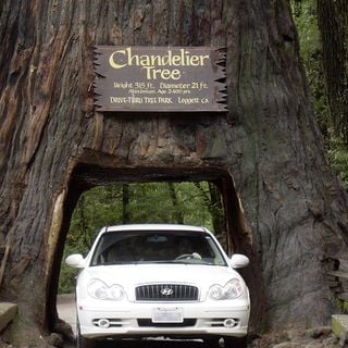 Chandelier (árvore)